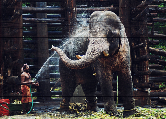 Elephant Art