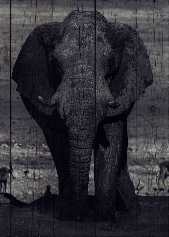 Elephant Art