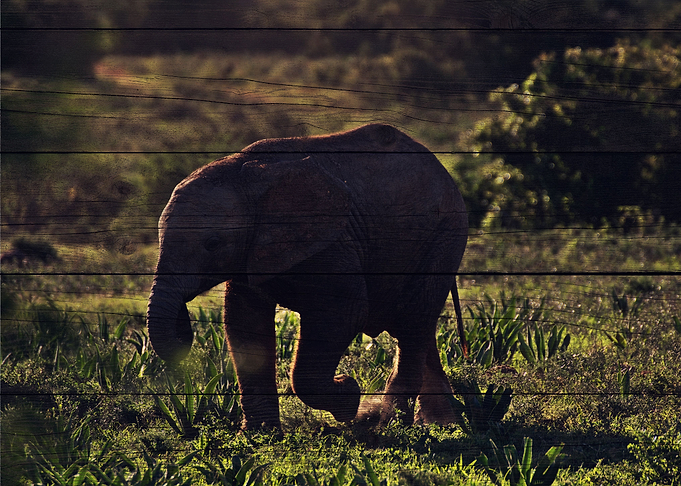 Elephant Art