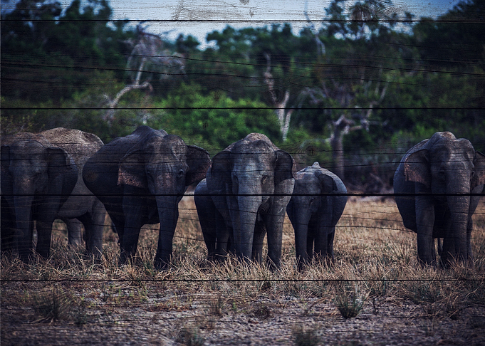 Elephant Art