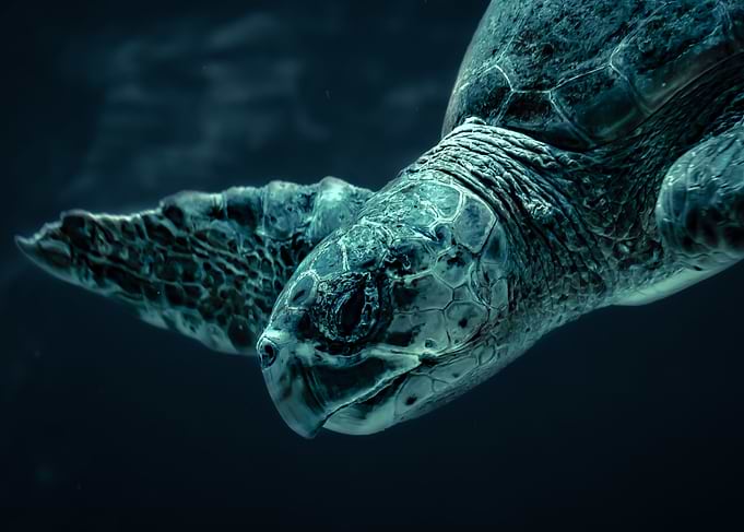 Diving Turtle