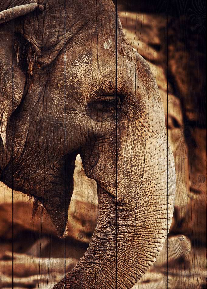 Elephant Art