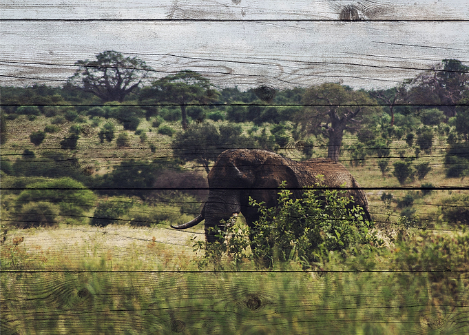 Elephant Art
