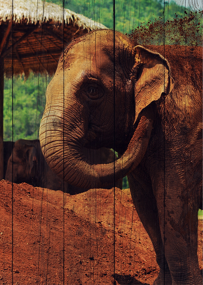 Elephant Art