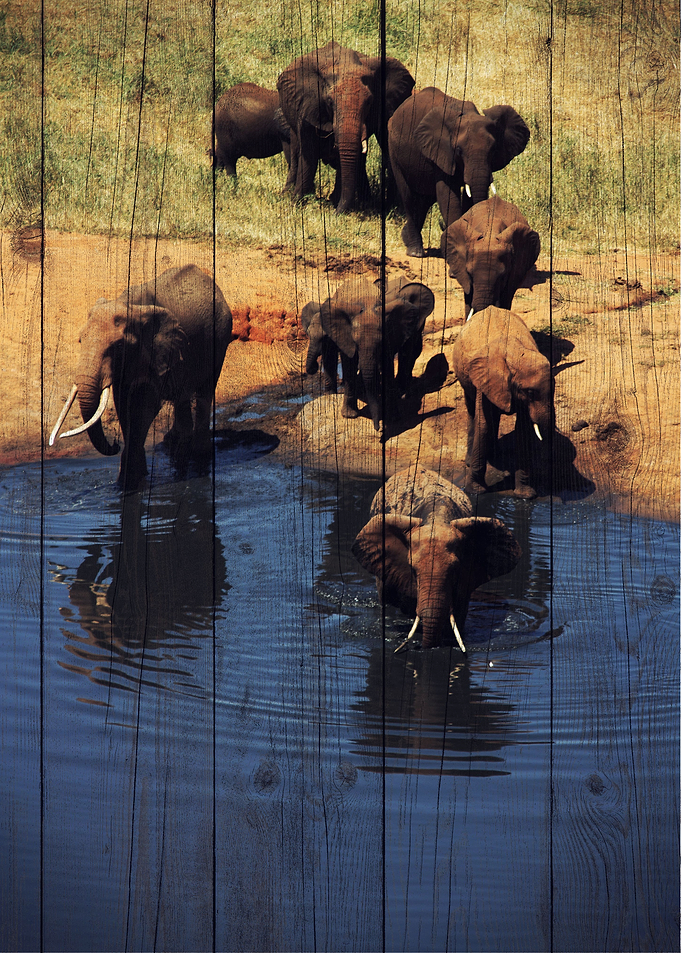 Elephant Art