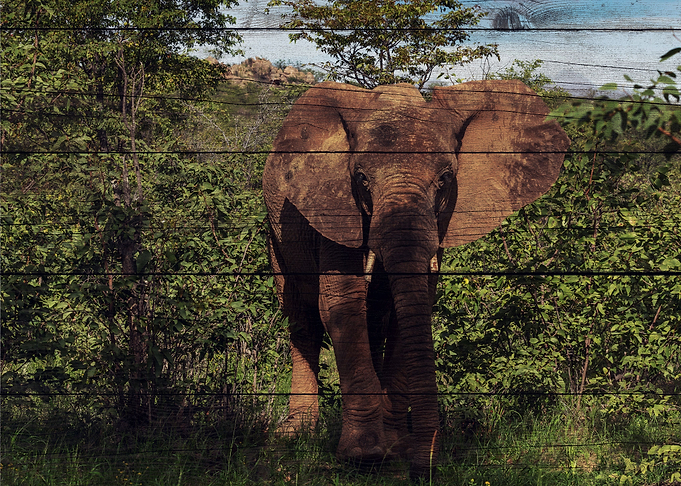 Elephant Art