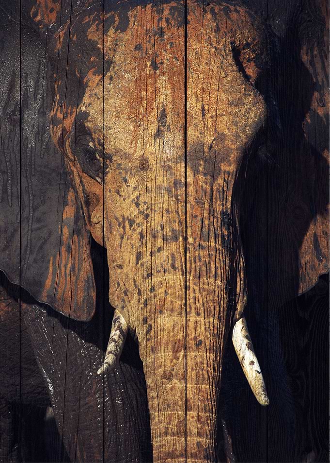 Elephant Art