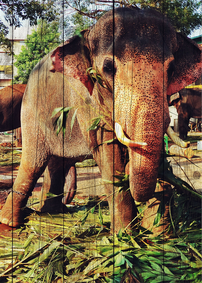 Elephant Art