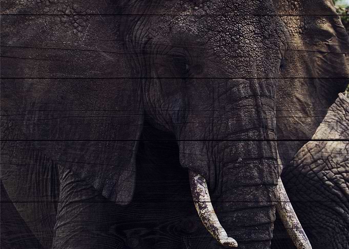 Elephant Art