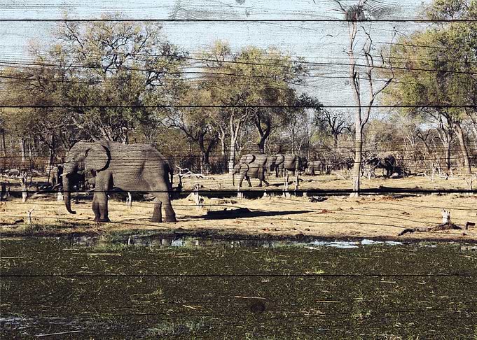 Elephant Art