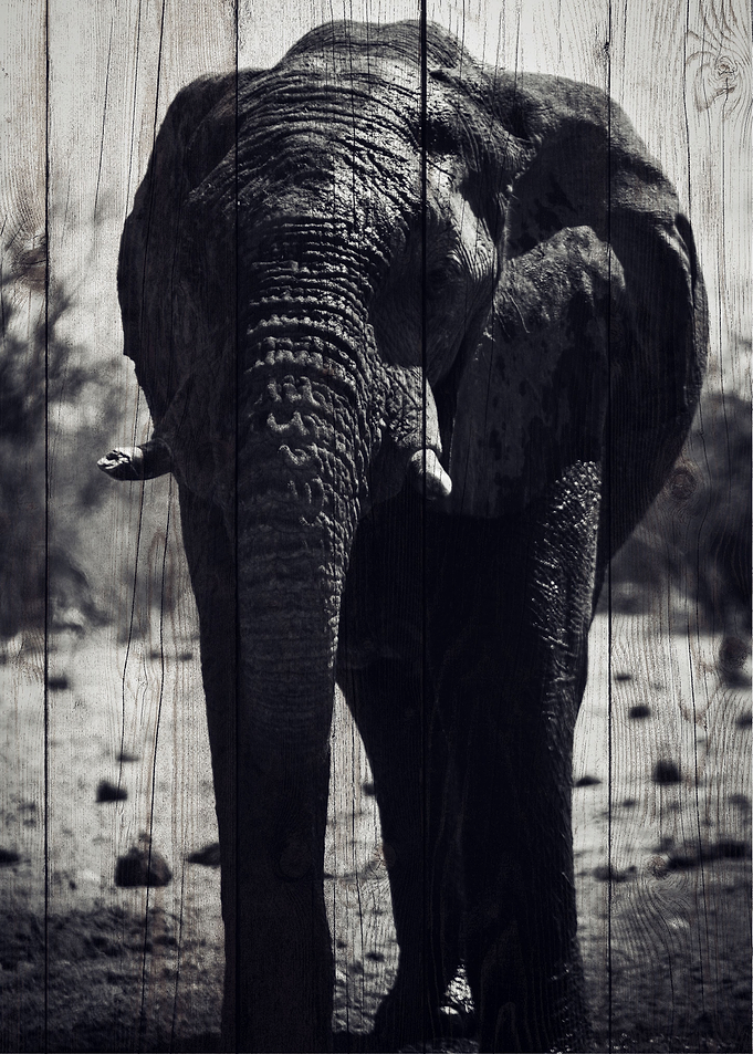 Elephant Art