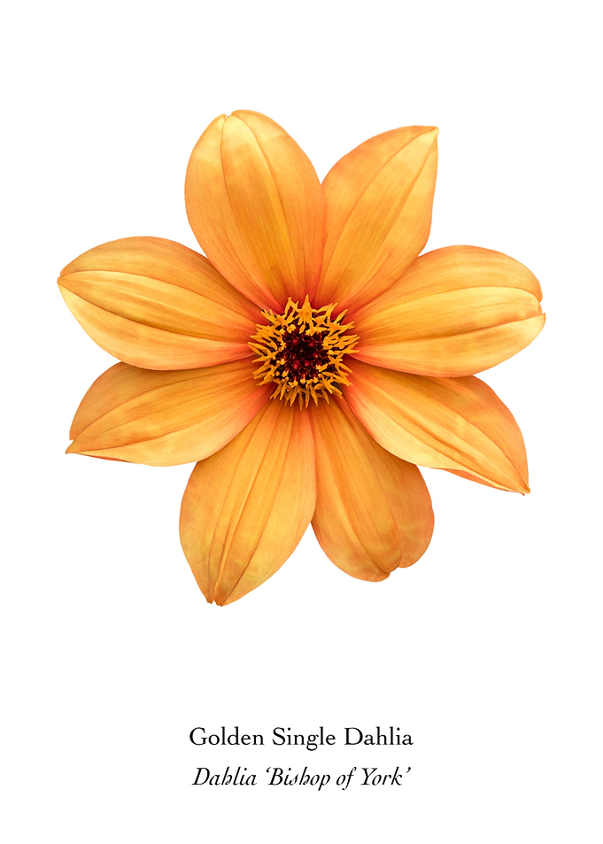 Golden Single Dahlia