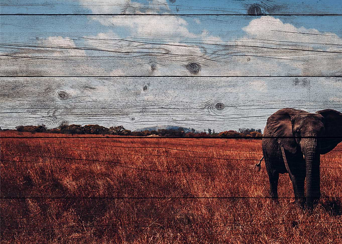 Elephant Art