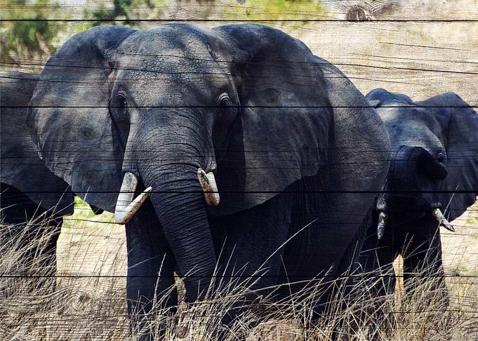 Elephant Art