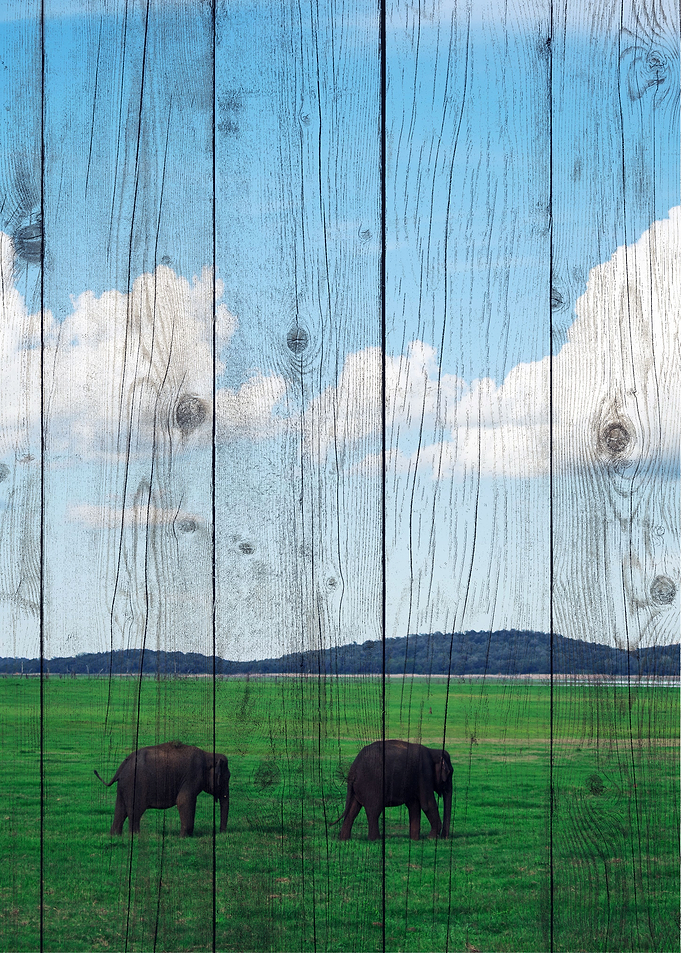 Elephant Art