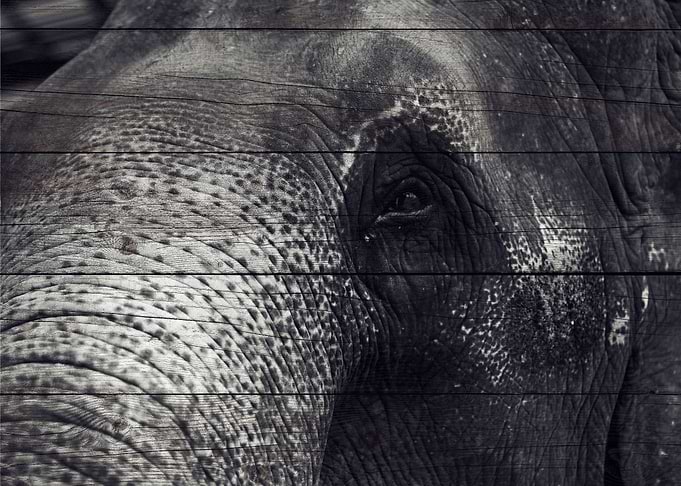 Elephant Art