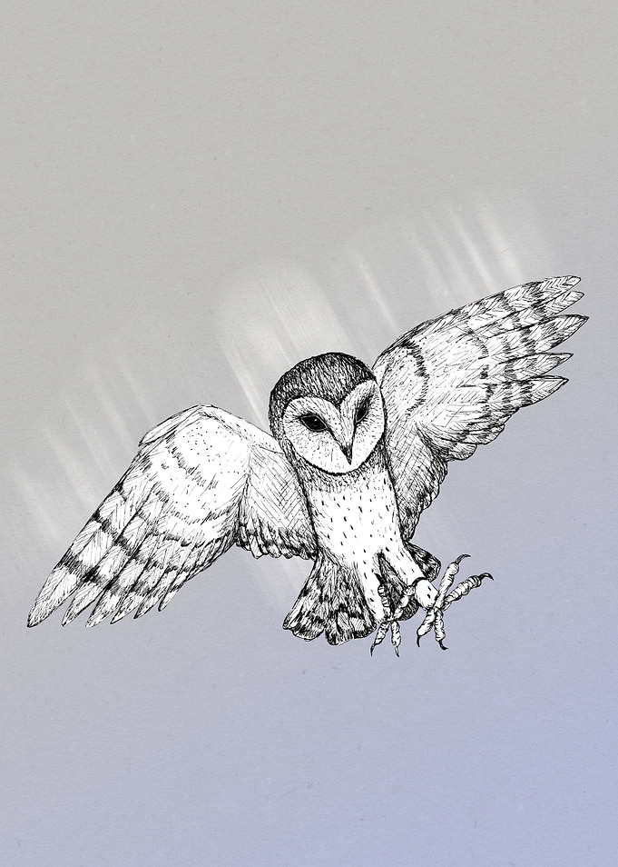 Attacking barn owl