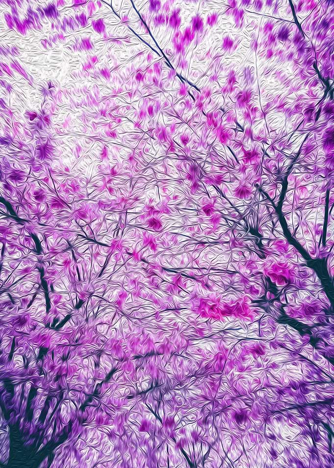 Blossoming Cherry Trees