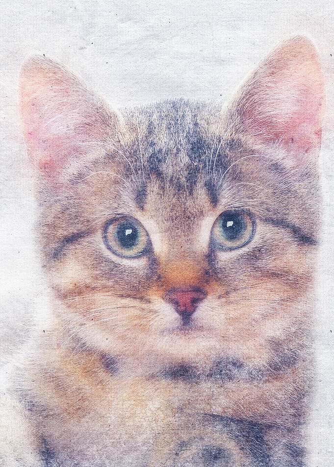 Cat 25