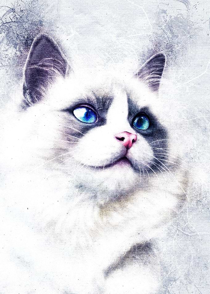 Cat 33