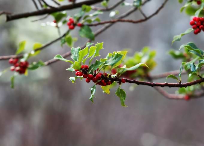 Adding Colour to Winter
