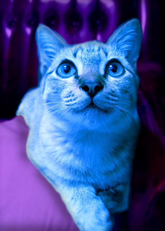 Blueberry Cat