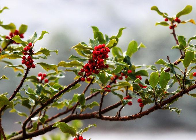 Winter Red