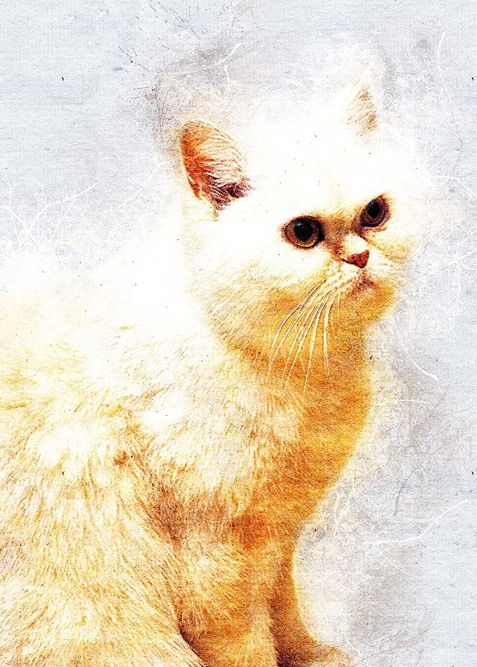 Cat 34