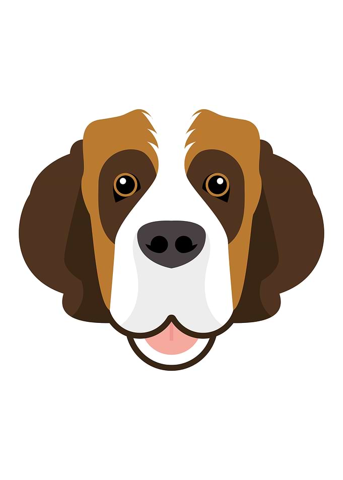 Saint Bernard dog face