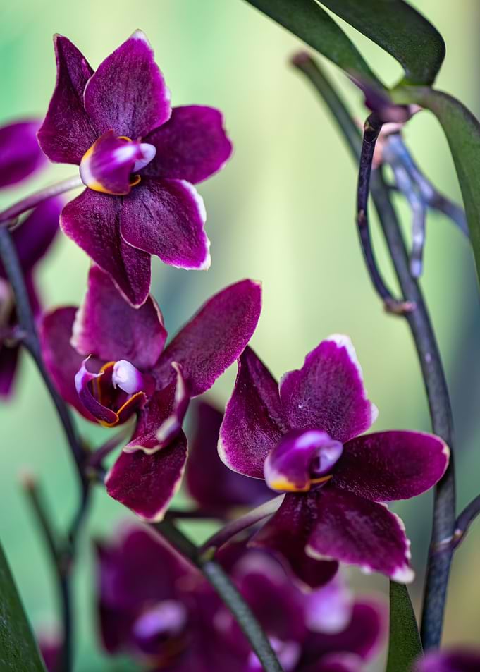 Orchidee
