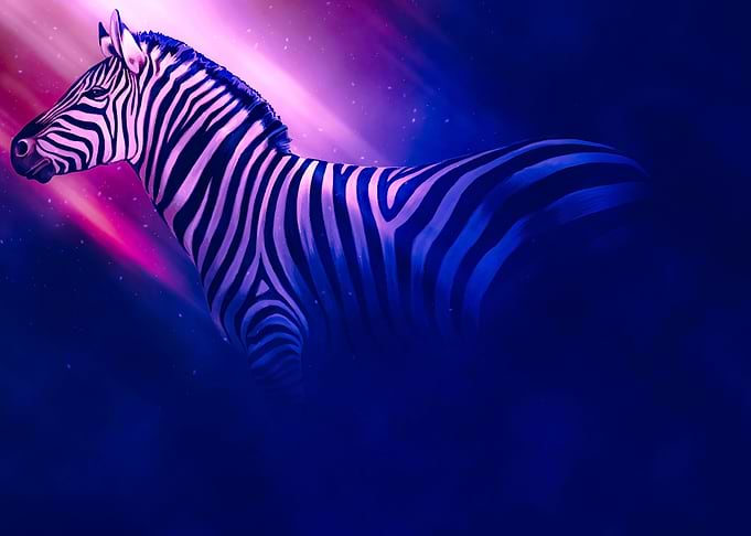 Zebra