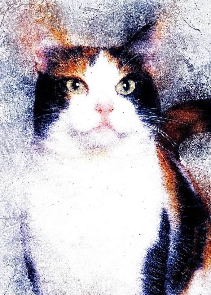 Cat 36