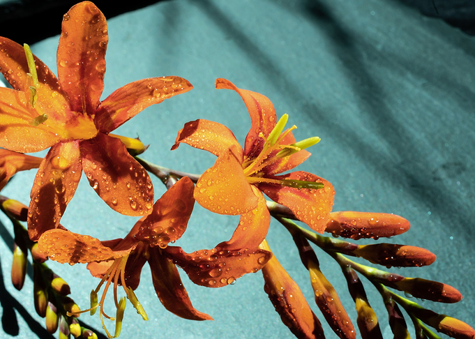 Orange Crocosmia flower