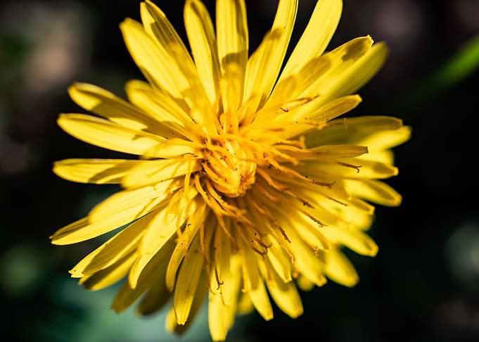 Dandelion in summer
