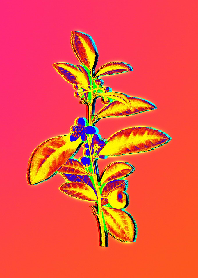 Neon Flowers Illustration