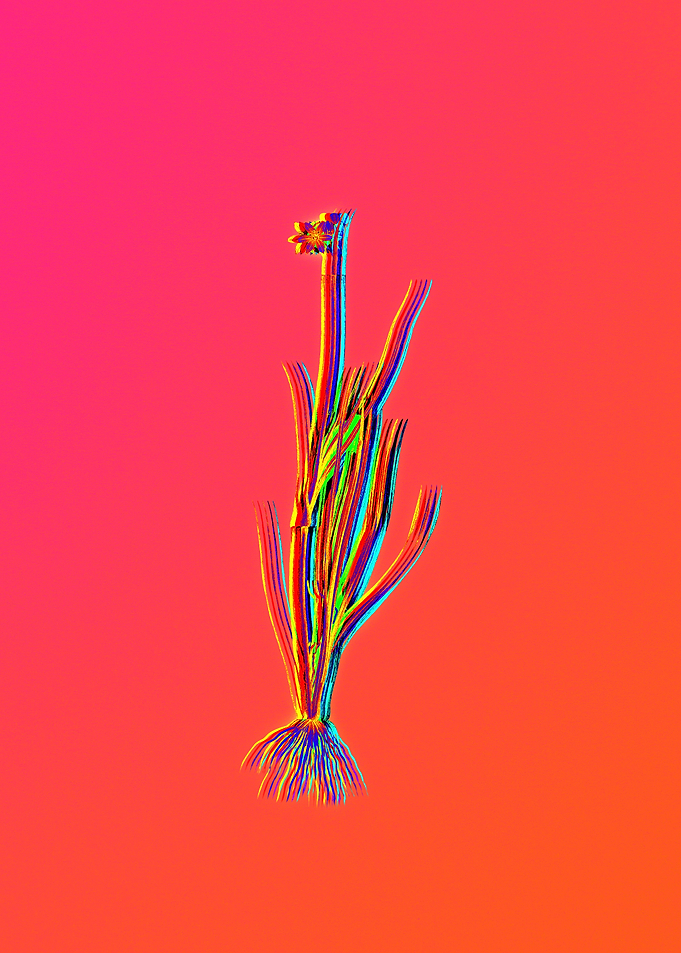 Neon Flower Illustration