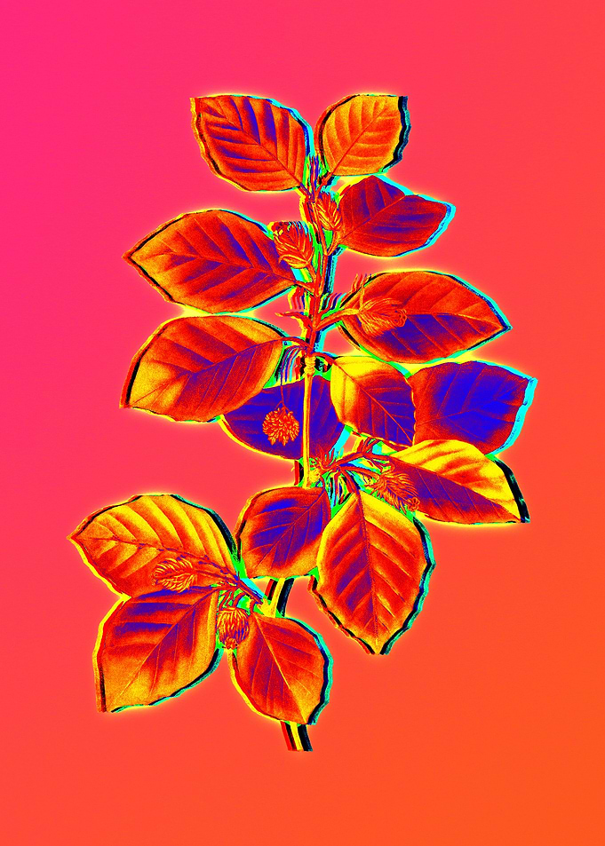 Pink Flower Yellow Flower