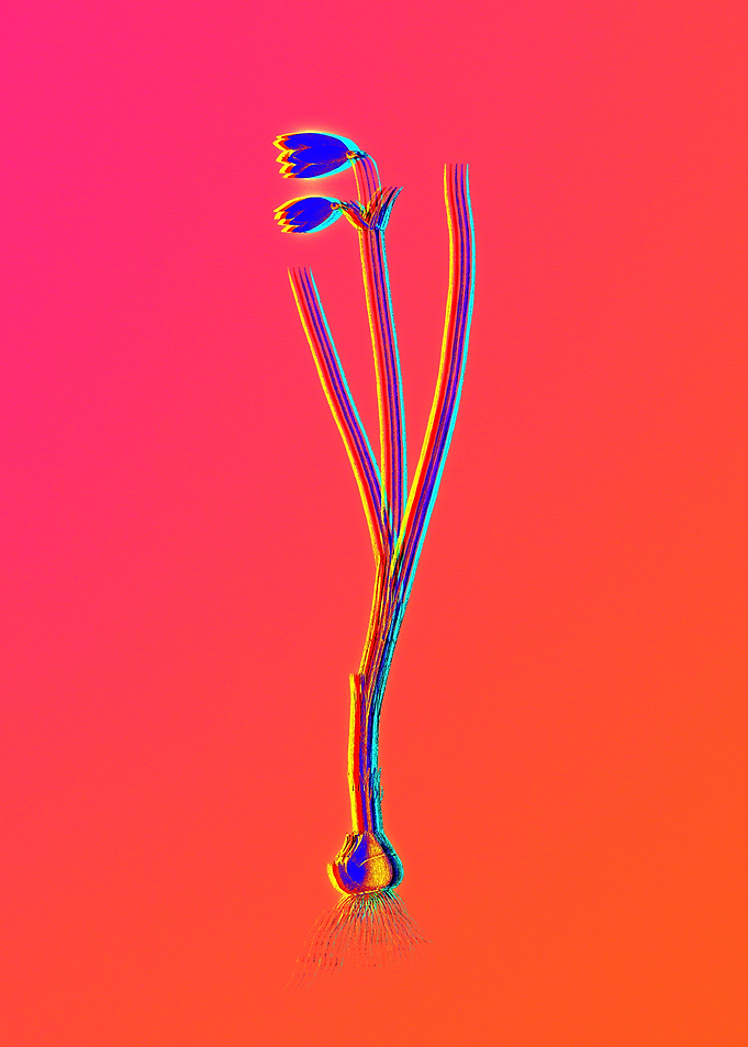 Neon Flower Illustration