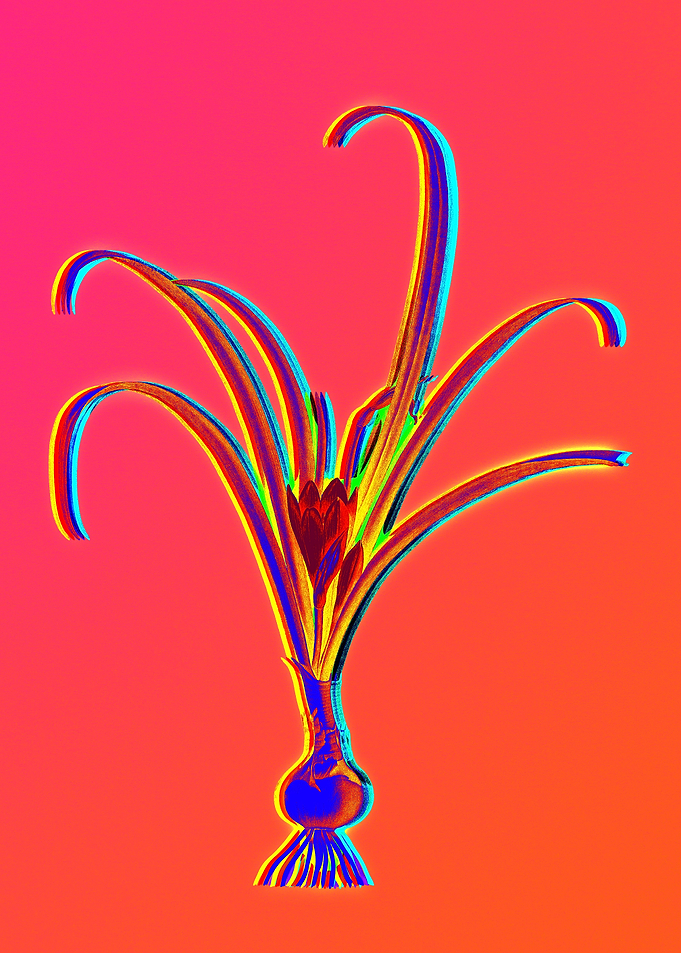 Neon Flowers Illustration