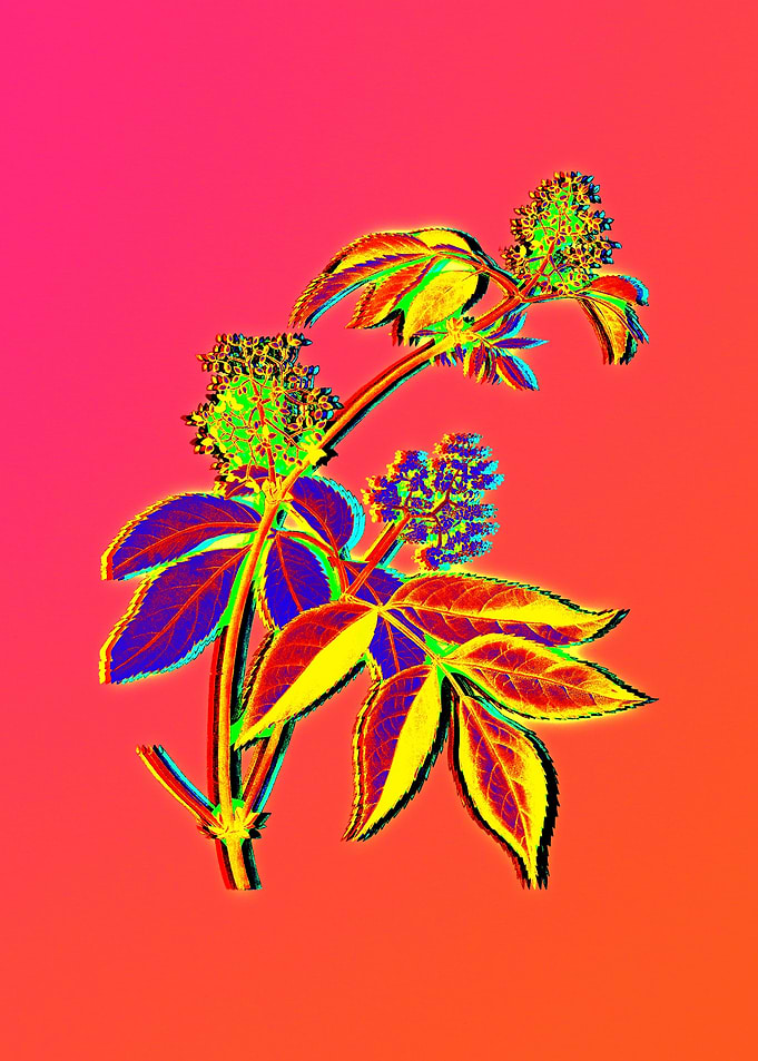 Blue Flowers Yellow Flower