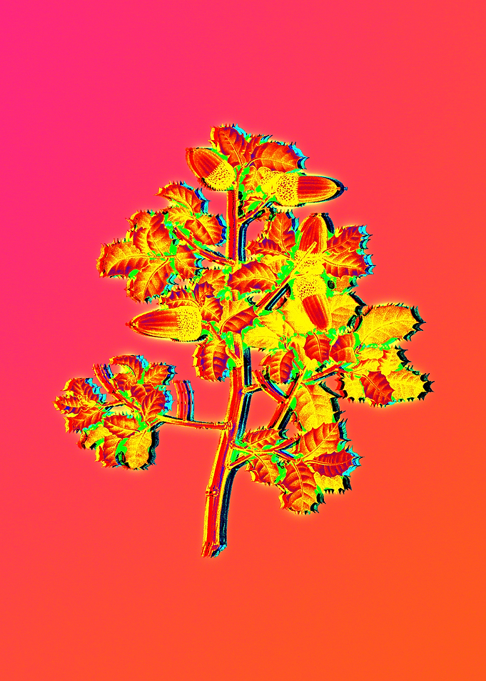Neon Floral Illustration
