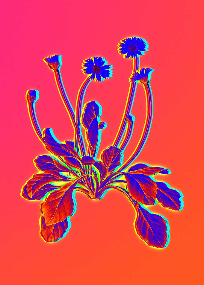Neon Floral Illustration