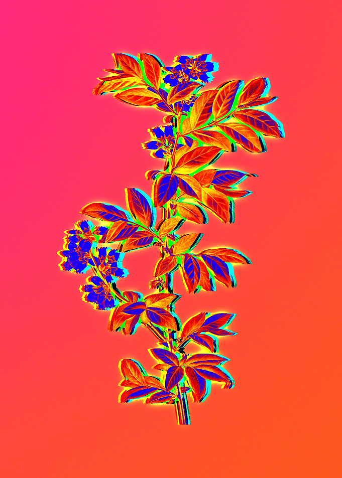 Blue Flowers Yellow Flower