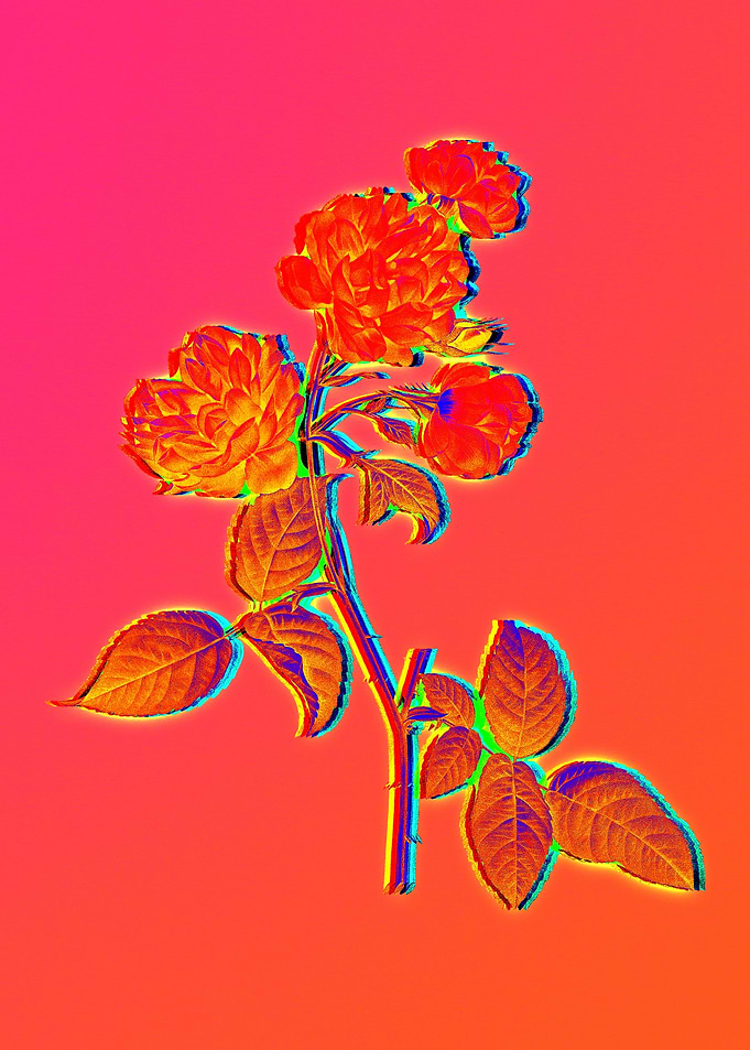Pink Neon Roses