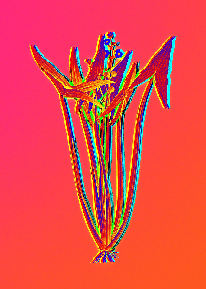 Neon Floral Illustration