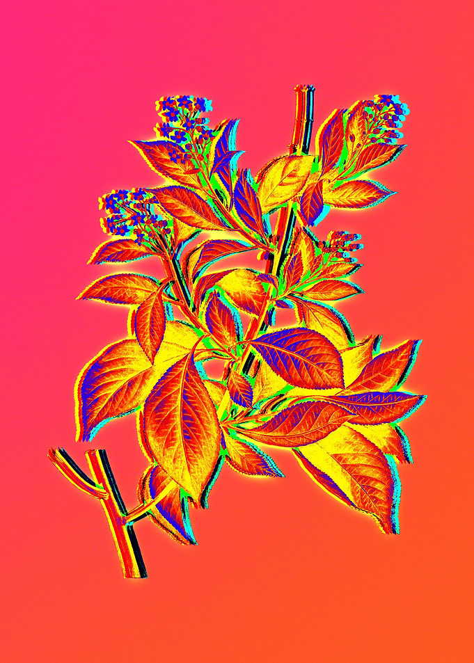 Neon Botanical Drawing