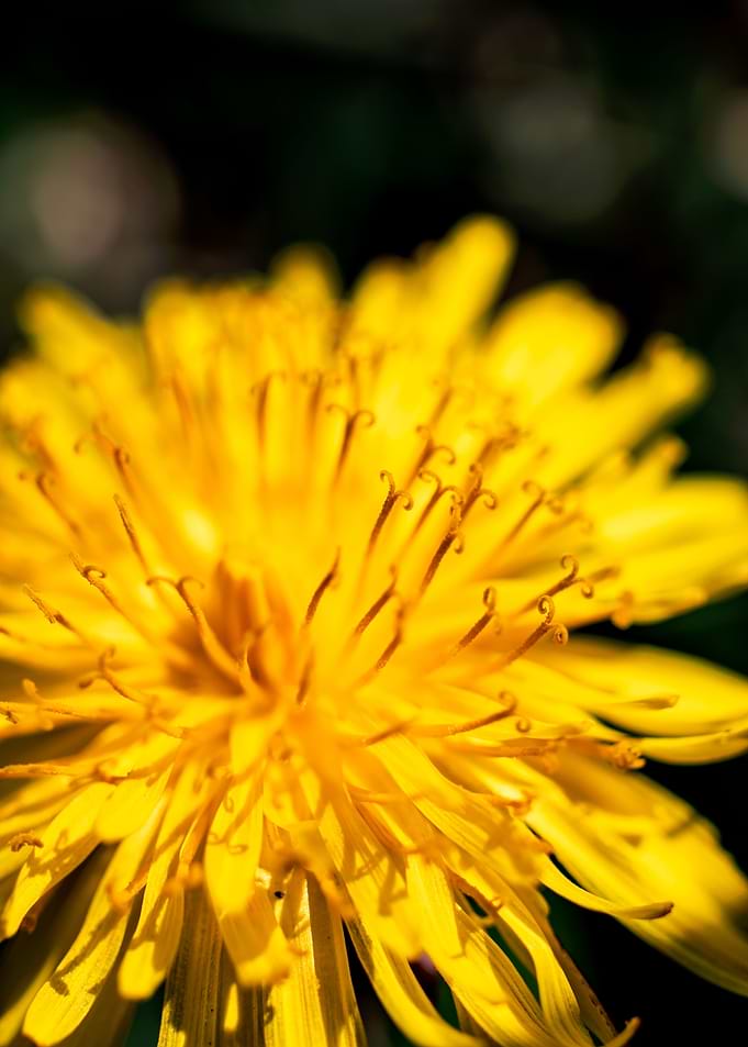 Dandelion in summer