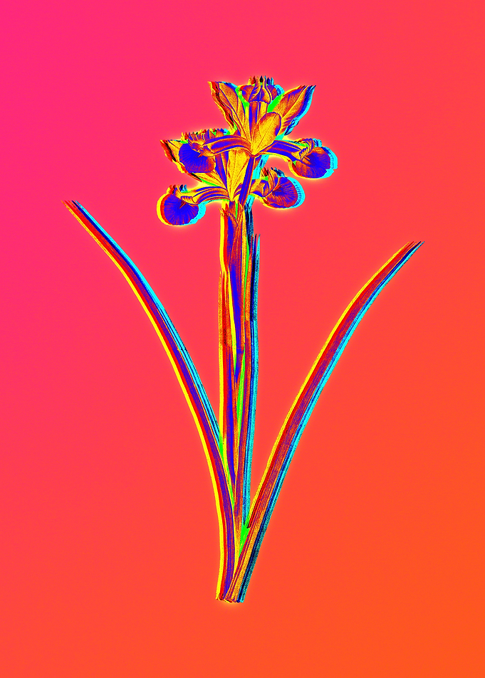 Neon Flower Illustration