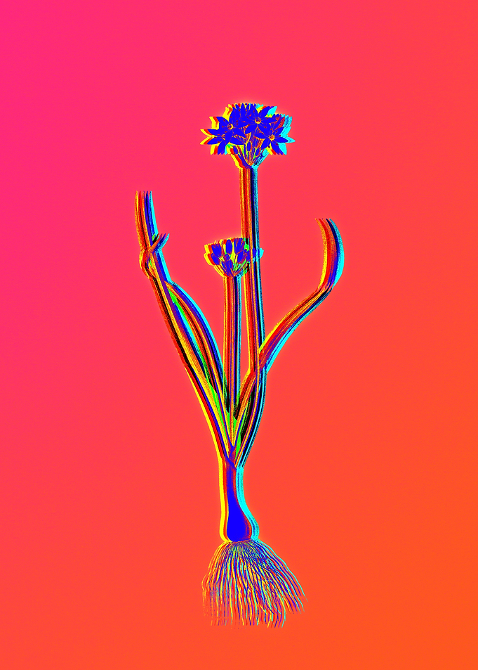Neon Flower Illustration
