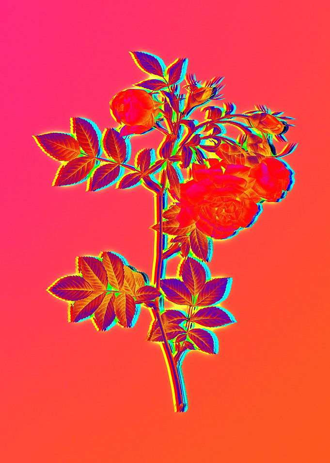 Neon Florals Illustration